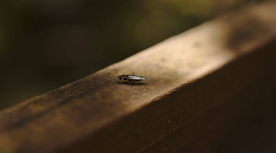 Why choose IPM Wentzville for integrated pest management in Wentzville